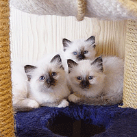 3 chatons