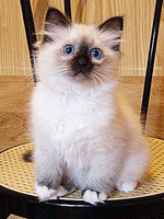 Chaton
