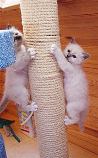 2 chatons grimpants