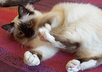 Gantage des Birmans