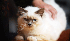 Chat ronronnant 1